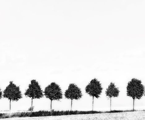 Trees (Large)